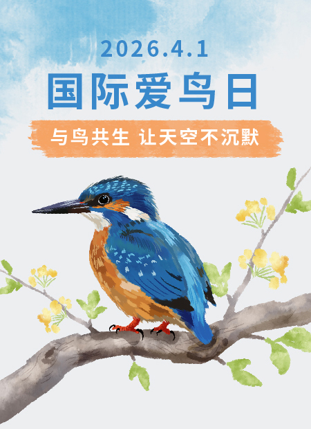 鸟类保护公众号模板预览图